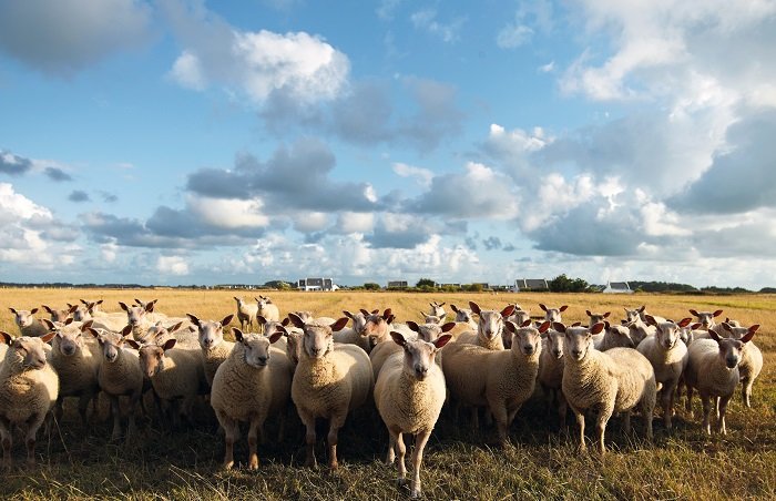 sheep in Belle Ile in France