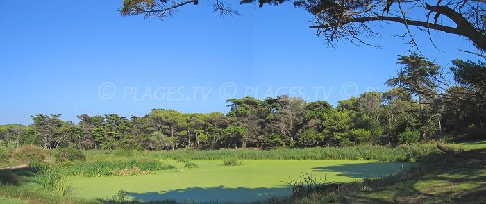 Landscapes of Porquerolles