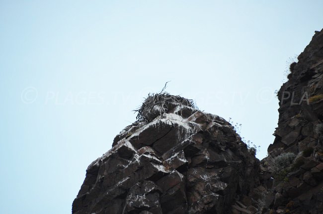 Nido di falco pescatore (acquila di mare)