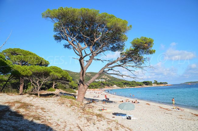 Célèbre plage de Palombaggia