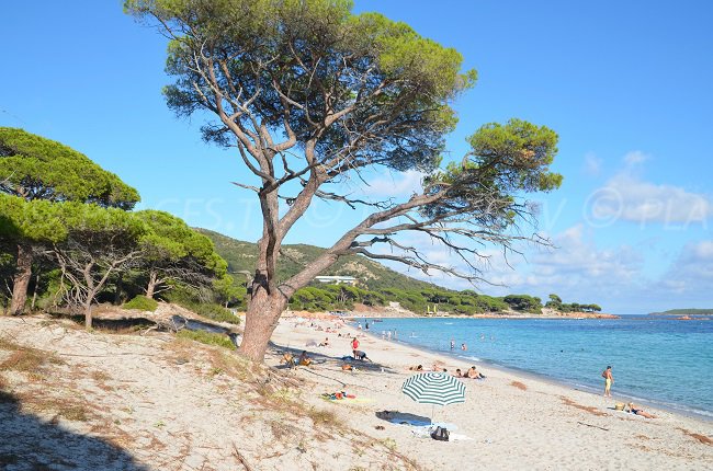 Palombaggia en Corse