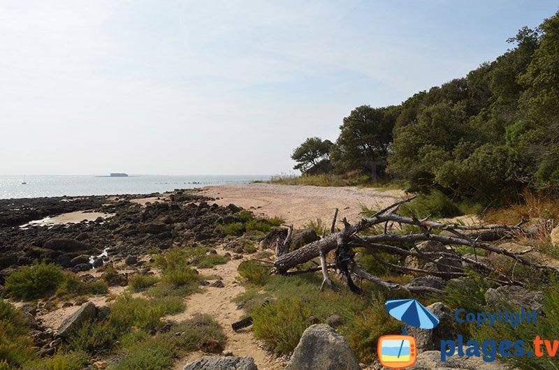 Paysage de l'ile d'Aix du côté des Ormeaux - Batterie de Coudepont