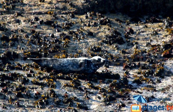 gray seals in Brittany