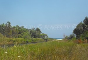 Forest of Pinia and beach - Ghisonaccia Corsica