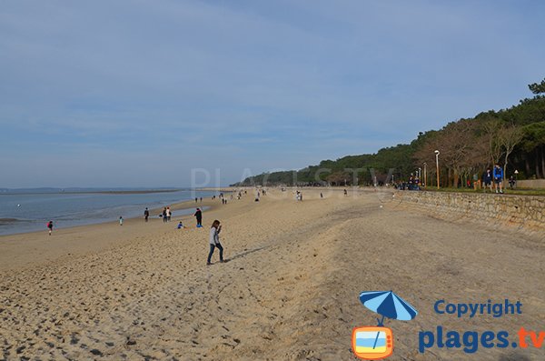 Abatilles beach with the pine forest bordering - Arcachon