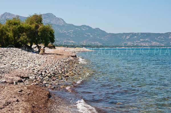 Arbres sur la plage d'Aliborni à Lumio - Haute Corse