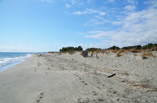 Dune della spiaggia Alistro - Corsica