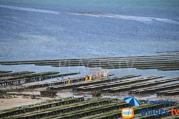 Moules dans l'aber de Wrac'h