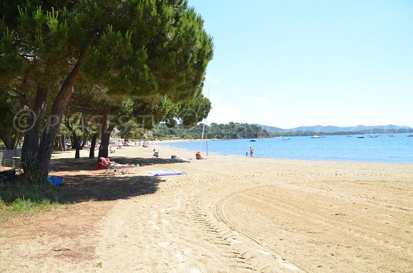 Pinède dans la plage de l'Argentière à la Londe Les Maures