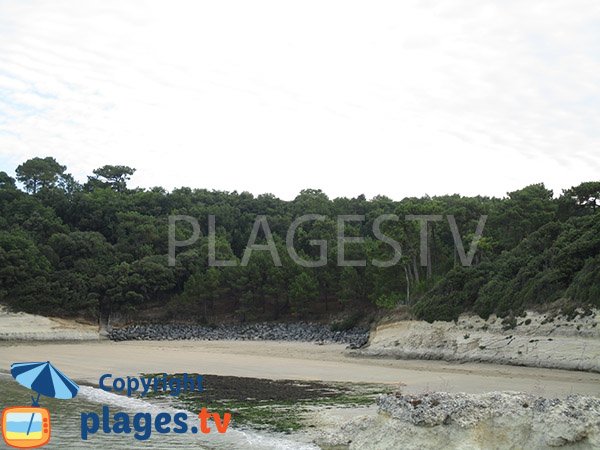 Algues sur la plage des Arnèches - Meschers sur Gironde