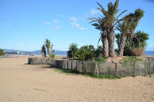 Palma della spiaggia Ayguade a Hyères