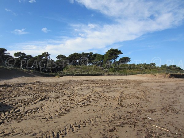 Pinède de la plage de la Badine sur la presqu'île de Giens