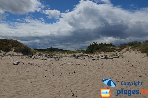 Dunes de la plage de Bagnas - Marseillan