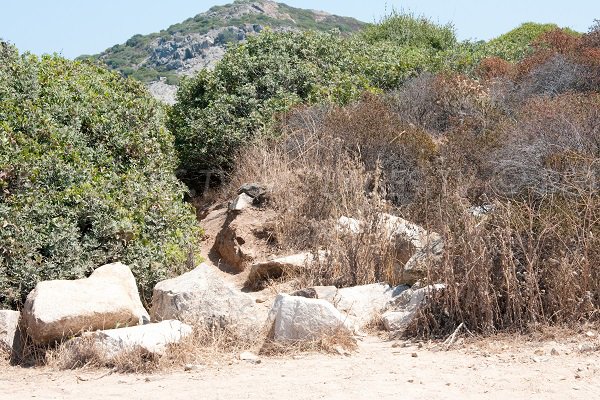 Accès à la plage dans la baie d'Algajo à Lumio - Corse