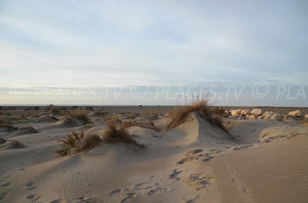 Dunes on the Beauduc beach in France