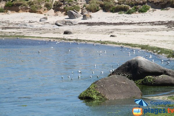 Strandgut am Strand von Brignogan-Plage