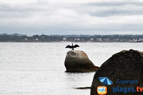 cormorans à Fouesnant