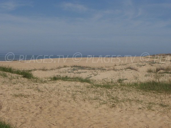 Environnement de la plage de la Belle Henriette à La Tranche