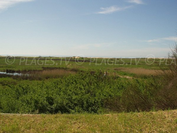 Naturel area of Belle Henriette in La Tranche sur Mer