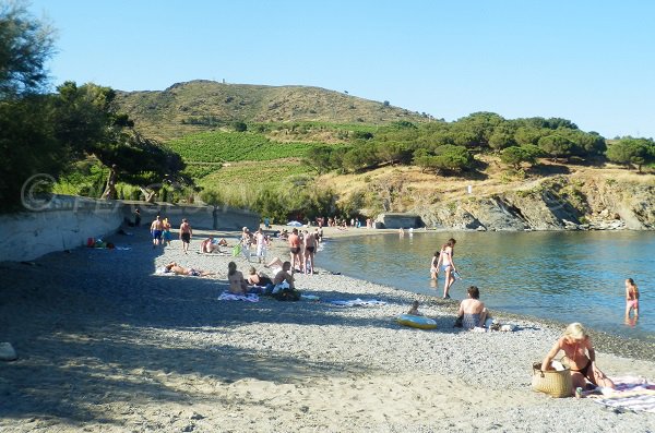 Sand beach in Port-Vendres - Bernardi