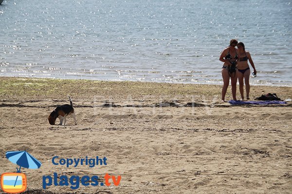 Chiens sur la plage de l'ile d'Arz