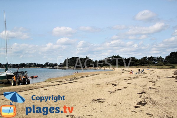 Dogs on the beach of the island of Arz