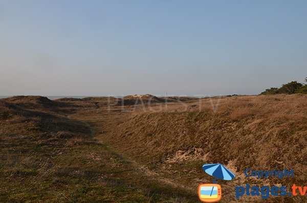 Dunes autour de la plage du Bois Soret à Notre Dame de Monts