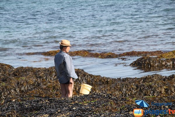 Pêche à pied à Belle Ile - Bordardoué-Est