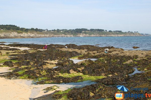 Plage où l'on peut faire de la pêche à pied à Belle Ile - Bordardoué