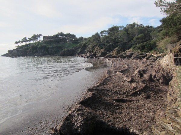 Environnement sauvage pour cette plage du Bouvet à Hyères