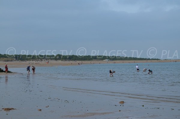 Pêche à pieds sur la plage de Boyardville