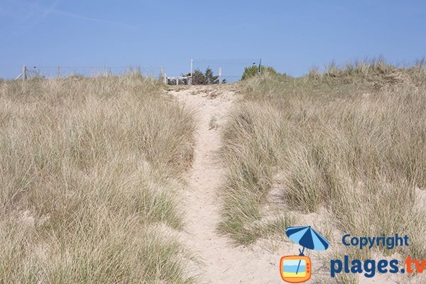 Dunes de la plage de St Jean de la Rivière - 50