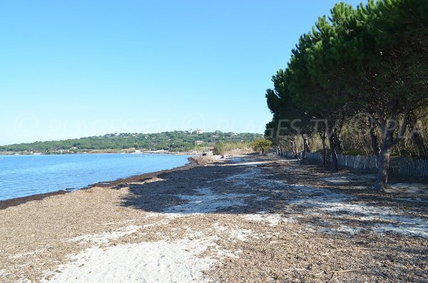 Pins parasols sur la plage des Canoubiers