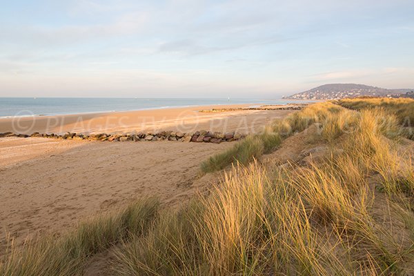 Dunes sur la plage de Cabourg