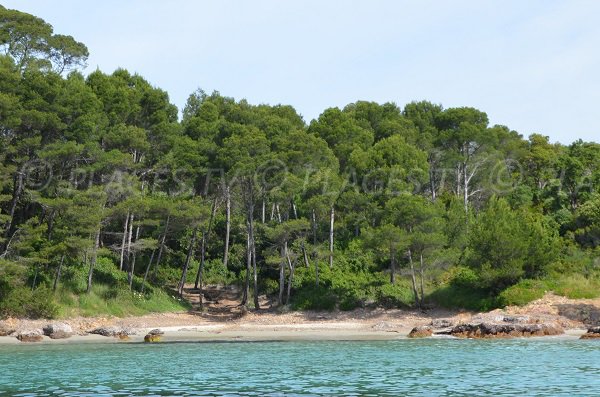 Foto della spiaggia di Cap Léoube di Bormes les Mimosas - Francia