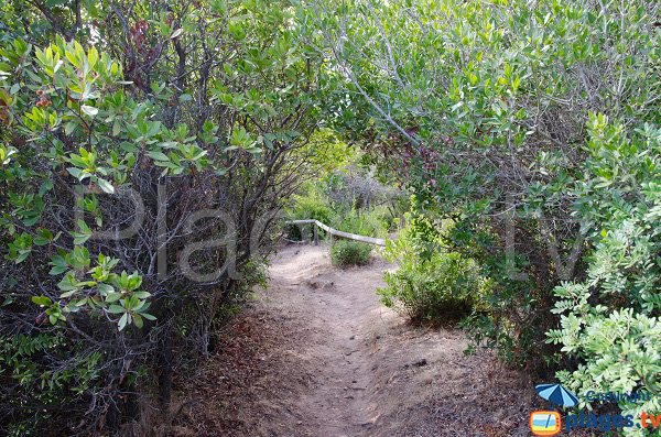 Path of Capicciola beach - Corsica