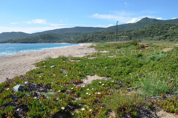 Wild beach in Olmeto - Capicciolo - Corsica