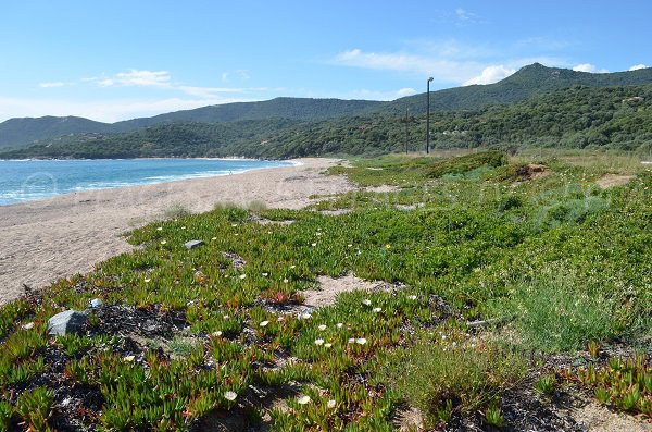 Plage sauvage d'Olmeto - Capicciolo