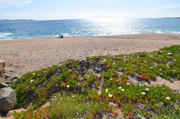 Capiccio beach in Corsica