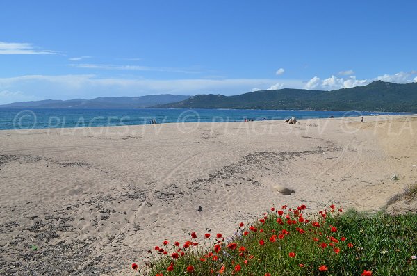 Laurosu beach in Propriano in Corsica