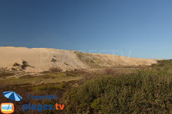 Dune de la plage des Casernes - Seignosse