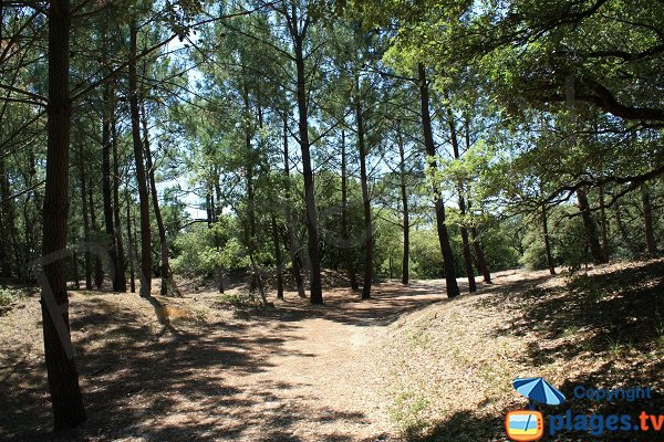 Forest of St Jean in Château d'Olonne