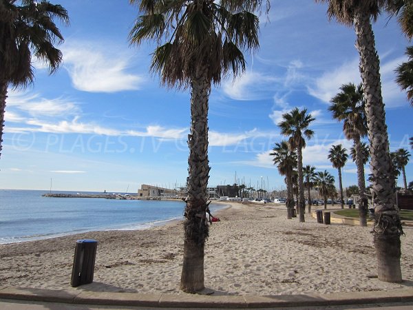 Palme sulla spiaggia Centrale di Bandol