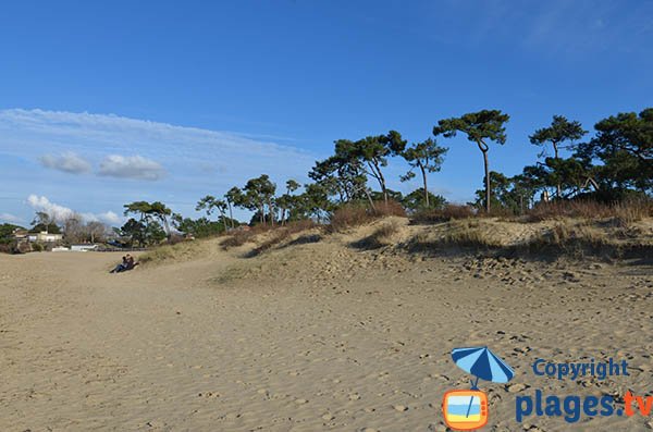 Dunes et forêts de la plage de la Cèpe - La Tremblade