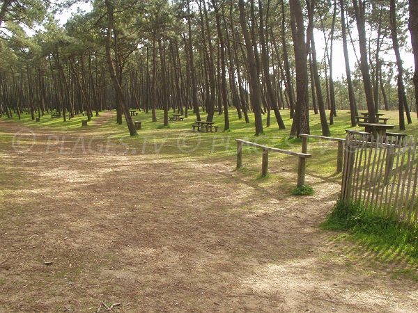 Forêt à côté de la plage des Chardons à La Faute