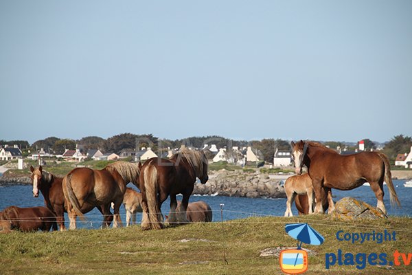 Postiers bretons à Landunvez