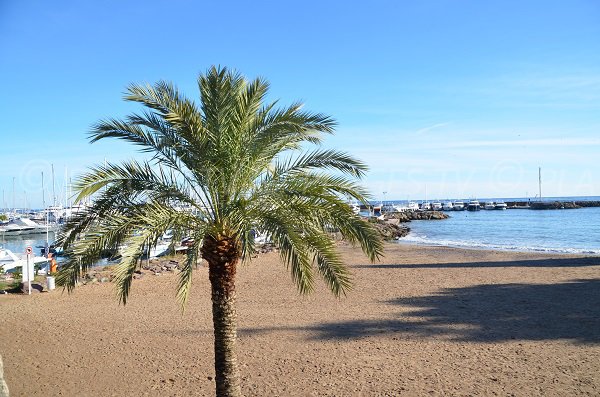 Sand beach near the Harbor of Mandelieu