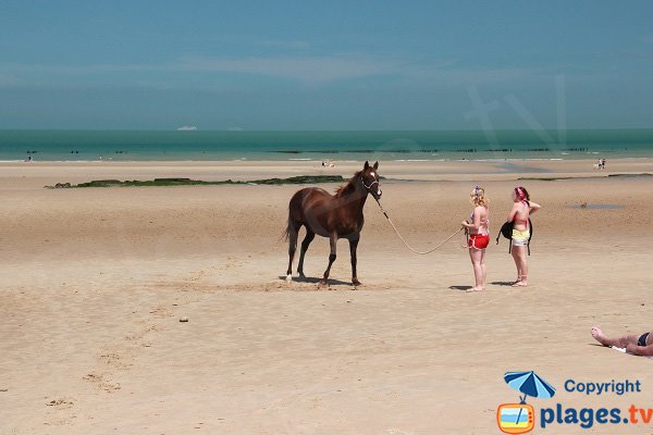 Horse on the beach of Chatelet in Audinghen