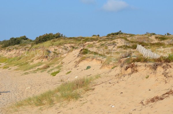 Dunes sur la plage de Chaucre - Ile d'Oléron