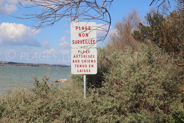 Plage autorisée aux chiens à Balaruc les Bains